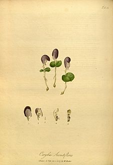 Corybas aconitiflorus (Paradisus Londinensis 98)