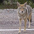 Coyote arizona