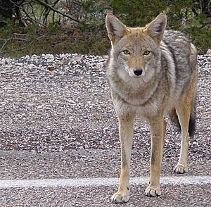 Coyote arizona