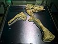 Cryolophosaurus Hip Fossil