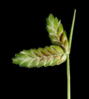 Cyperus tenellus - Flickr - Kevin Thiele.jpg