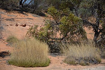 DSC 2498 Porcupine grass (Triodia scariosa), Bakara Conservation Park, South Australia (16087722739).jpg