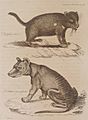 Didelphis cynocephala and Didelphis ursina, 1808