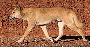 Dingo walking