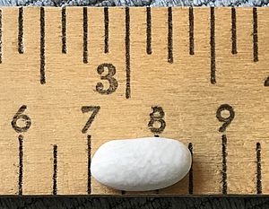 Dried sorana bean on a ruler showing inches and centimeters (cropped)