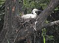 Egretta garzetta (nest s2)