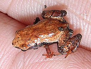 Eleutherodactylus cubanus 1.jpg