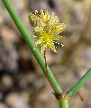 Eriogonum inflatum flower 1