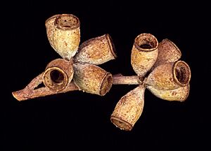 Eucalyptus albens fruit