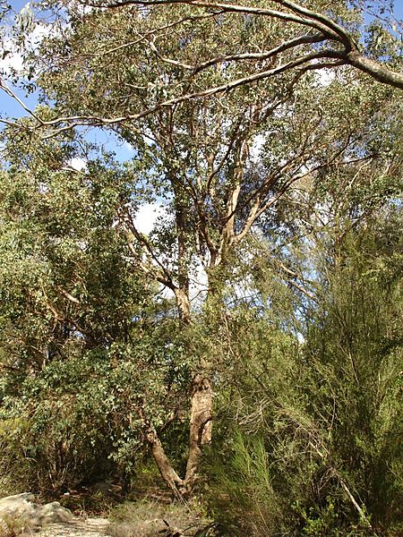 Eucalyptus baueriana