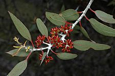 Eucalyptus desmondensis buds