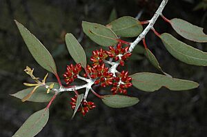 Eucalyptus desmondensis buds