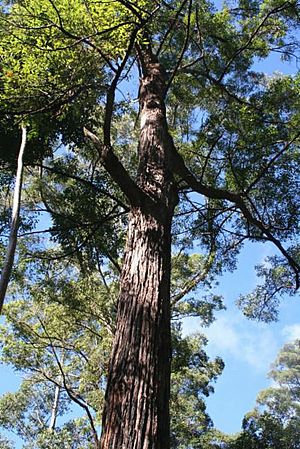Eucalyptus siderophloia.jpg