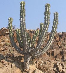 Euphorbia-virosa