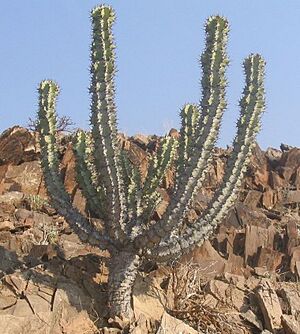 Euphorbia-virosa