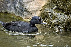 Eurasian common scoter.jpg