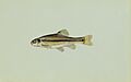 Fathead minnow