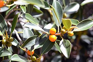 Ficus brachypoda.jpg