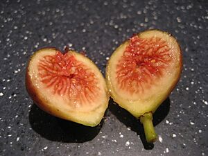 Fig interior