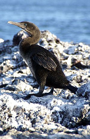 Flightless cormorant (Phalacrocorax harrisi) -Isabela