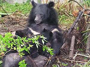 Formosan black bear suckling cubs