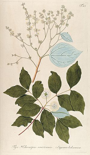Fragmenta botanica, figuris coloratis illustrata (T. 45) BHL287674.jpg