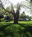 Frazer Park (Portland, Oregon)