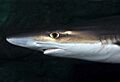 Galeorhinus galeus head