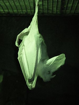 Ghost bat infrared Perth zoo