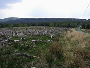 Glasfynydd Forest - geograph.org.uk - 798752