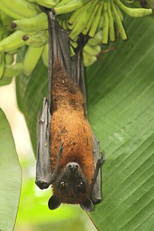 Greater Indian fruit bat @ Kanjirappally 01