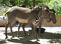 Grevy's Zebras at Hogle Zoo