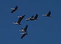 Grus canadensis flying at Bitter Lake Nov 2010
