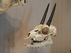 Grysbok (Raphicerus Melanotis) skull on display at Burke Museum of Natural History and Culture in Seattle, Washington