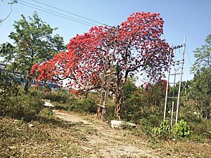 Gulmahor tree with flowers