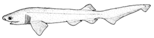 Hexanchus griseus (Bluntnose sixgill shark)