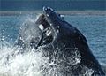 Humpback whale lunging through a herring school