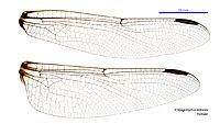 Ictinogomphus dobsoni female wings (35059957825)