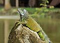 Iguana iguana Portoviejo 04