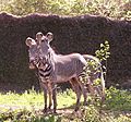 Jackson Zoo Zebras