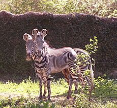 Jackson Zoo Zebras