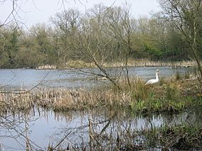 Joe's Pond Rainton Meadows Nature Reserve - geograph.org.uk - 156950.jpg