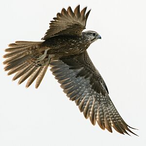 Laggar Falcon juvenile in flight
