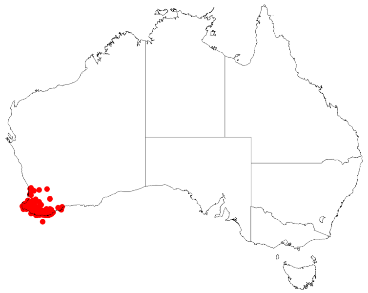 Leucopogon pendulusDistA138