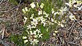 Lomatia tinctoria 01