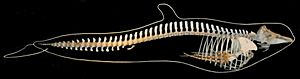 Long finned pilot whale skeleton