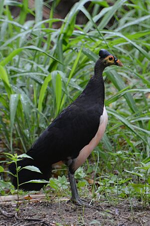 Macrocephalon maleo - Muara Pusian (2).JPG