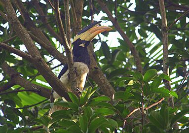 Malabar pied hornbill at Kumta Karnataka