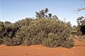 Melaleuca apostiba (habit)
