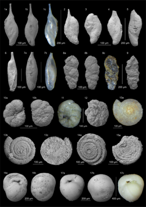 Mesozoic benthic foraminifera